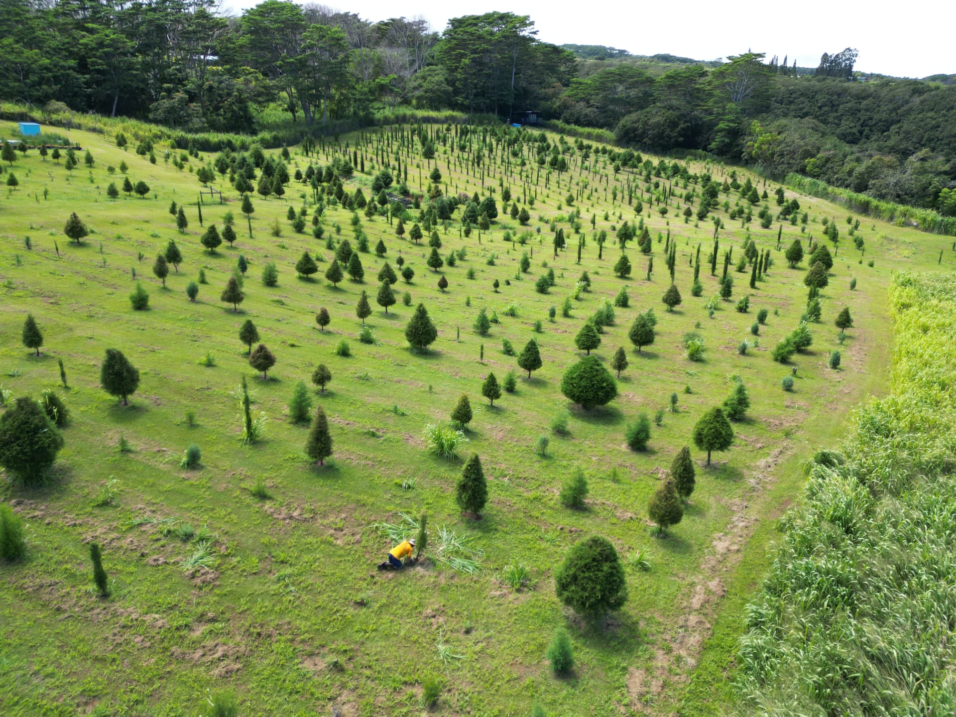 Christmas trees growing across the green hillside at Hamakua Christmas Tree Forest