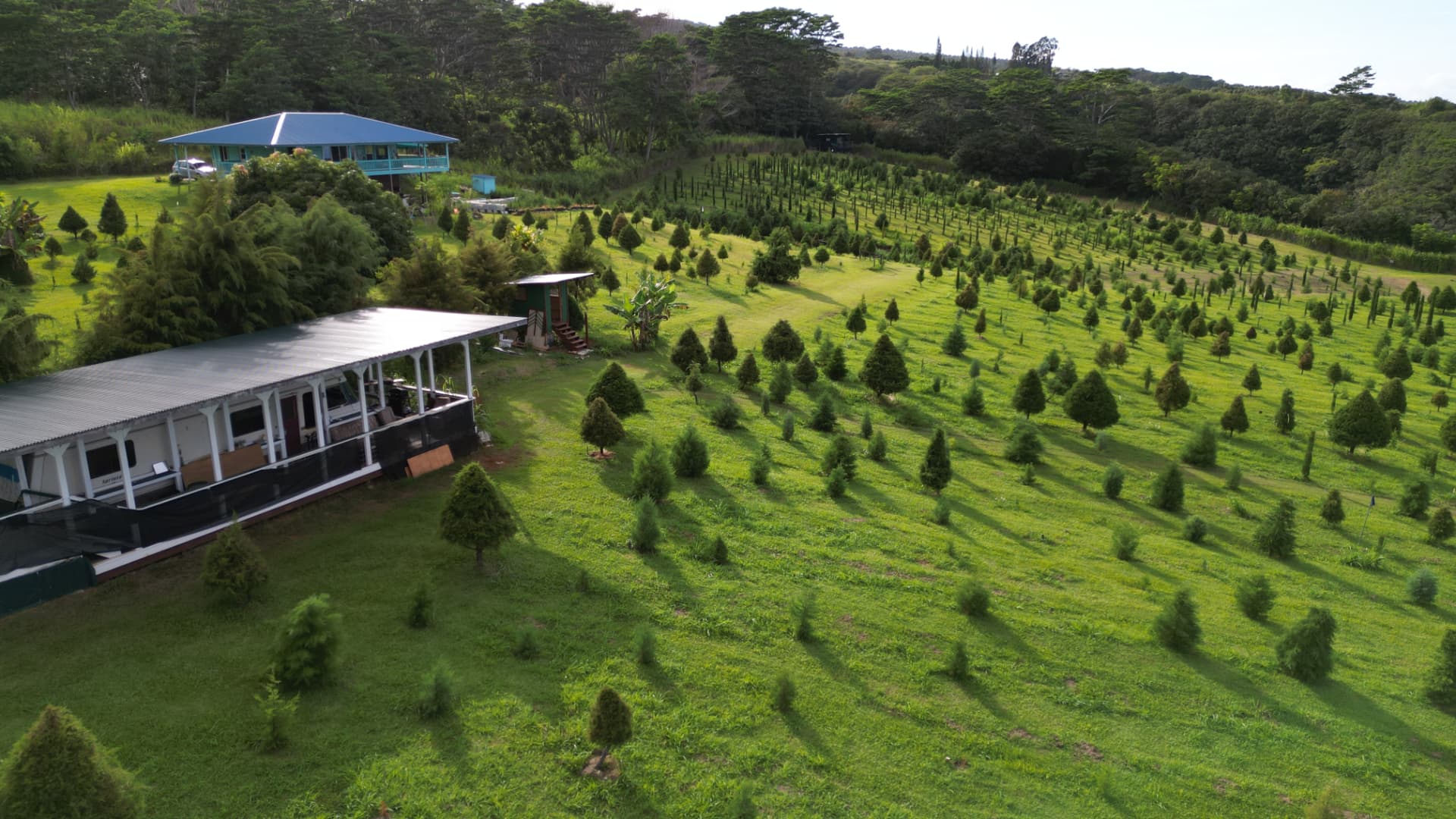 Aerial view of the real Hamakua Christmas Tree Forest and its hillside tree fields