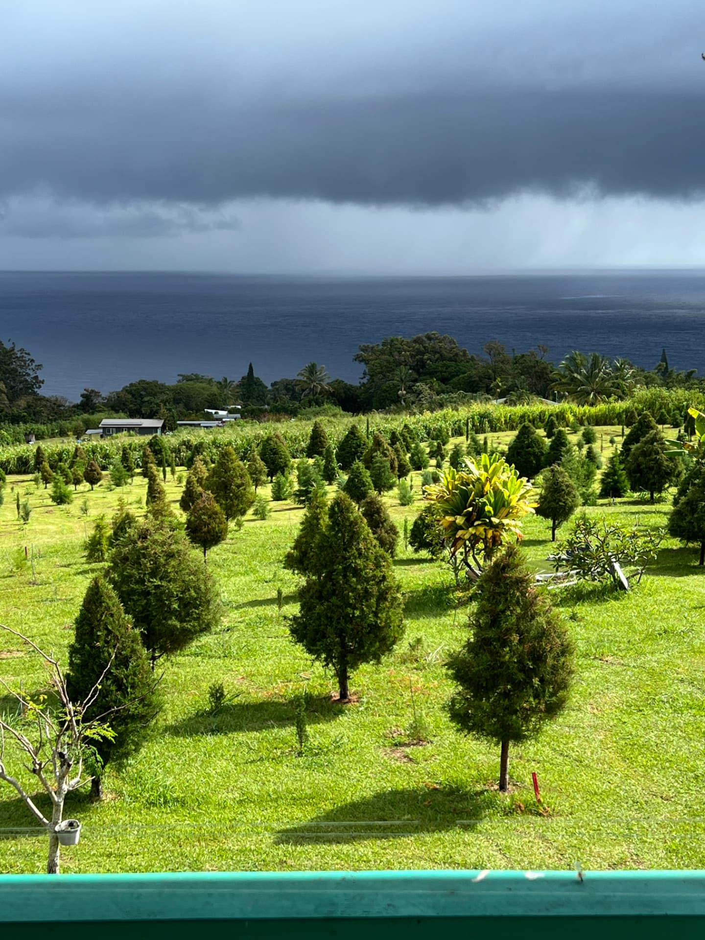 Hawaii-grown Christmas trees at the farm beneath a dramatic Pacific sky