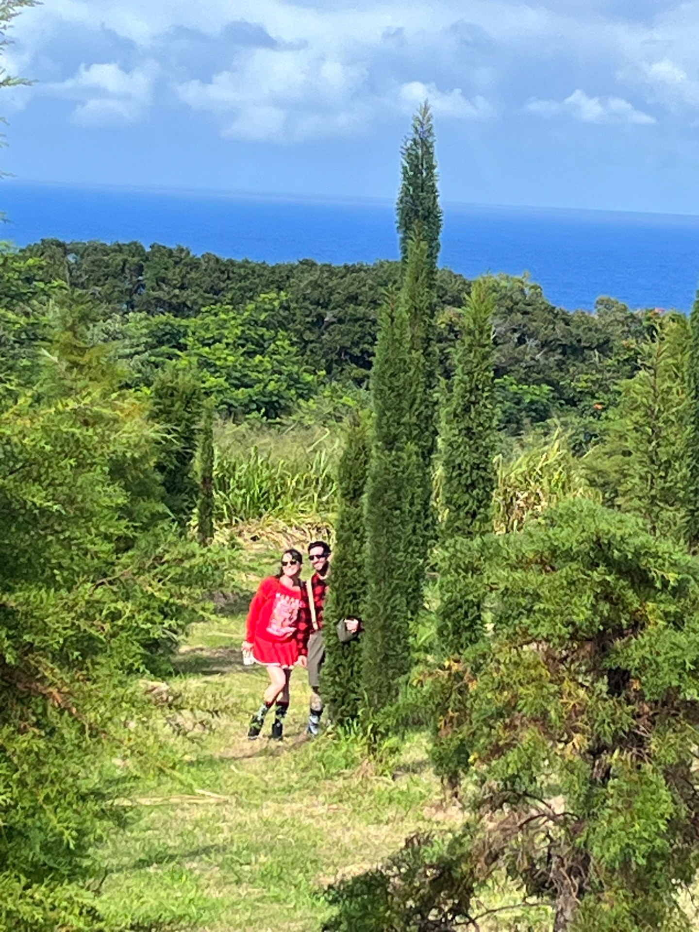 Couple walking through the tree fields toward the ocean at Hamakua Christmas Tree Forest